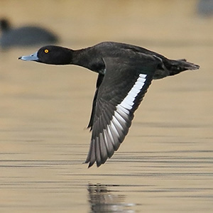 Tufted Duck